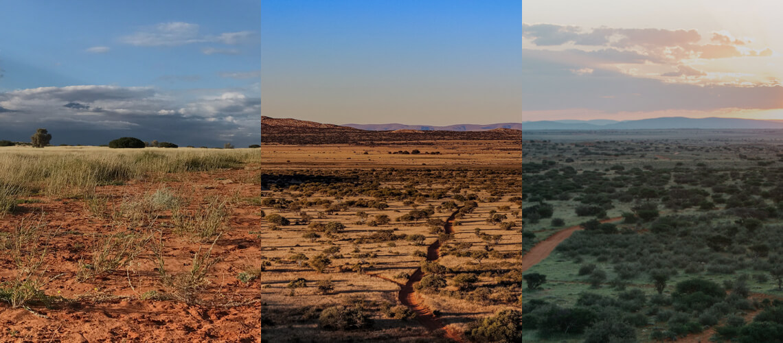 Hunting in Northern Cape