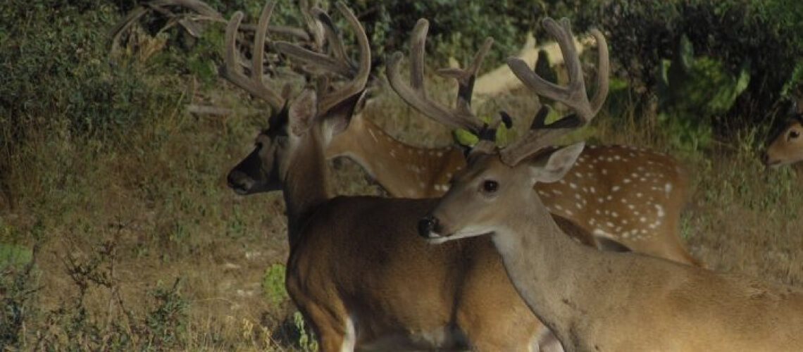 Texas Trophy Whitetails