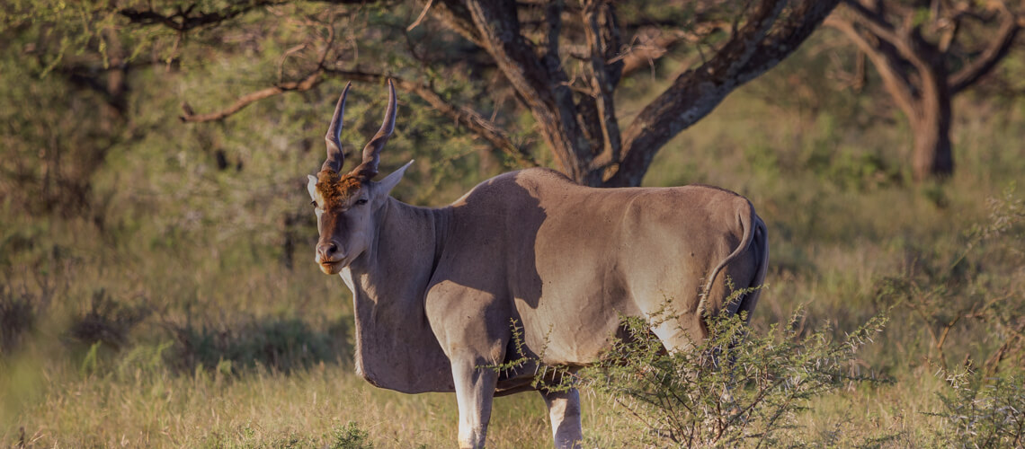 Eland hunting