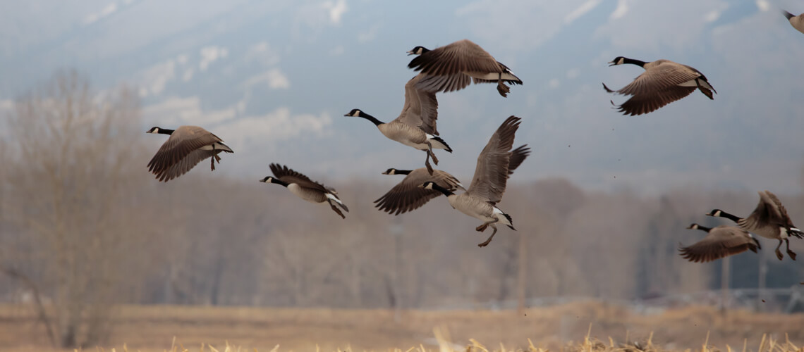 Goose hunting