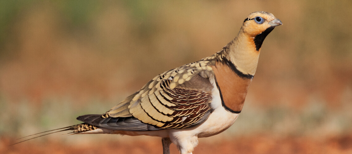 Sandgrouse hunting