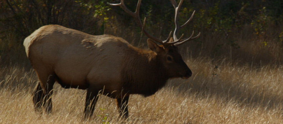 Minnow Lake Bear Hunts