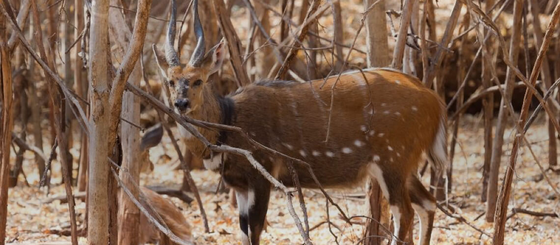 Chobe Bushbuck hunting