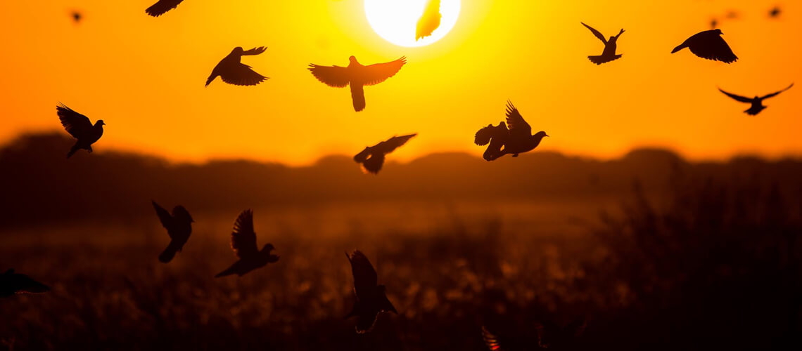 Frontera Wingshooting