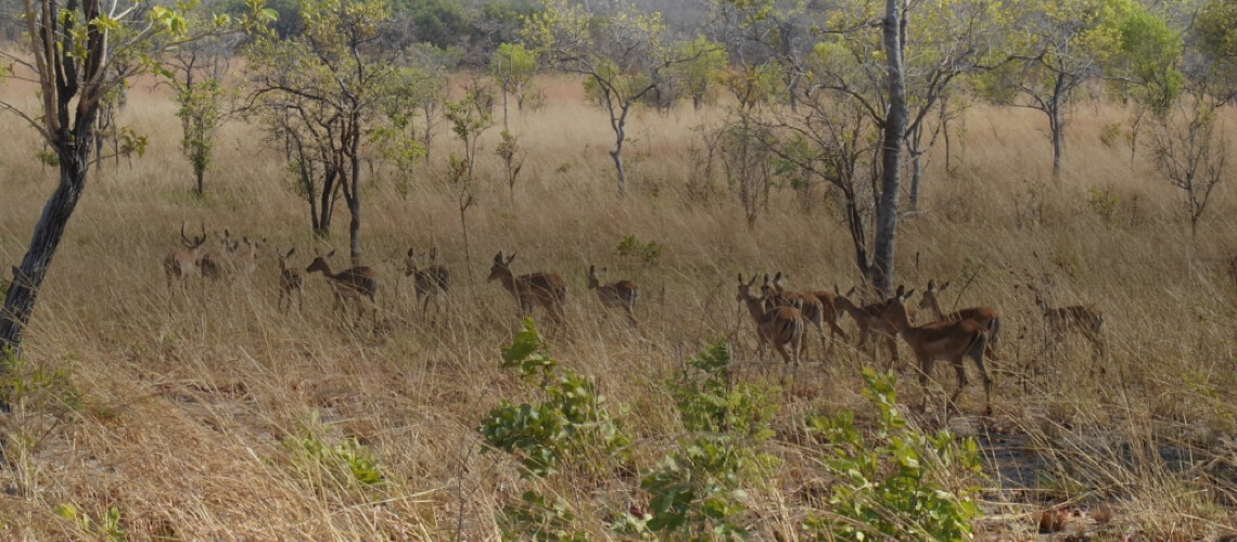Chawalo Safaris