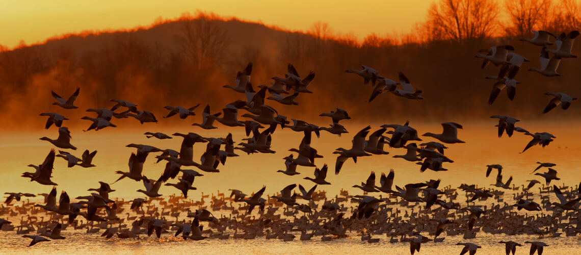 Driven Bird Hunt