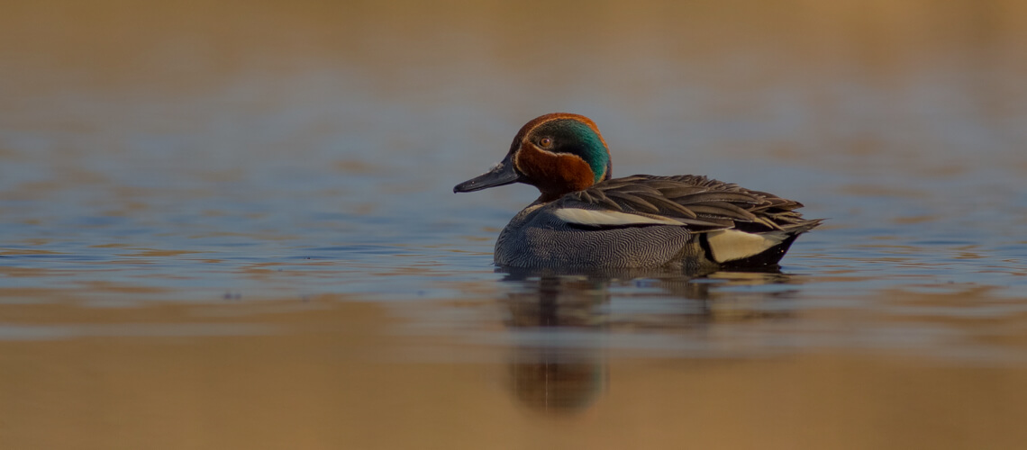 Teal hunting