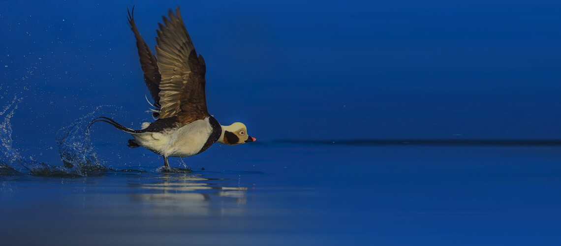 Long-Tailed Duck hunting
