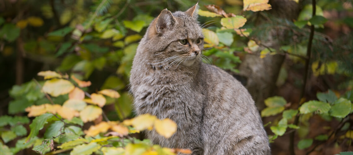 Wild Cat hunting