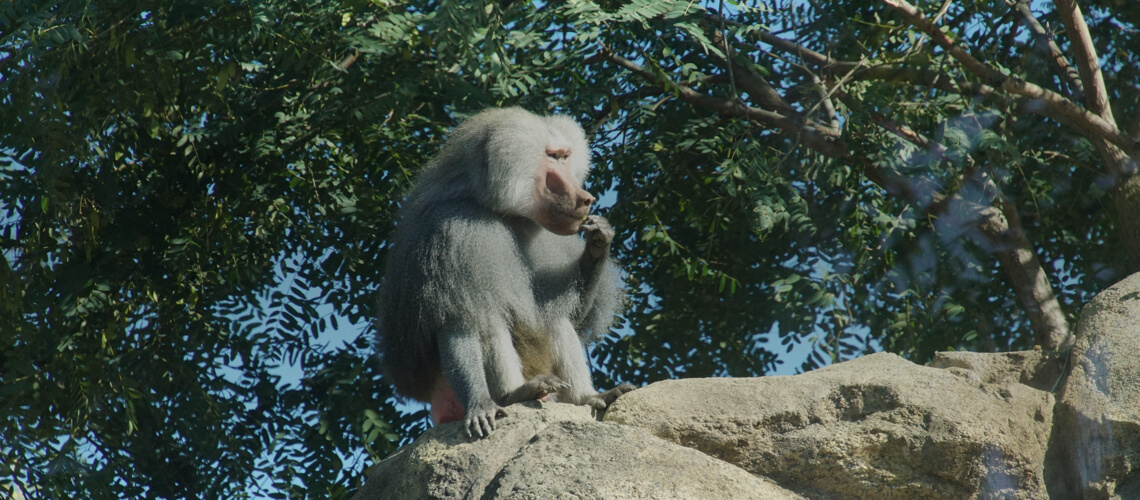 Hamadryas Baboon hunting