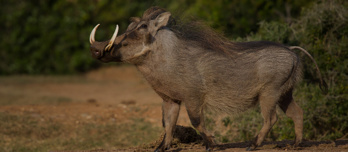Warthog hunting