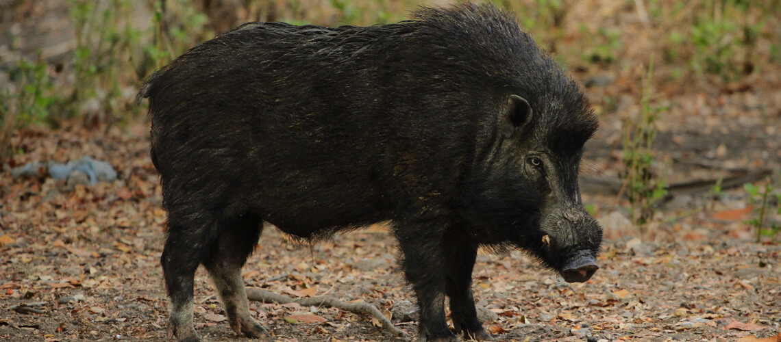Hog hunting