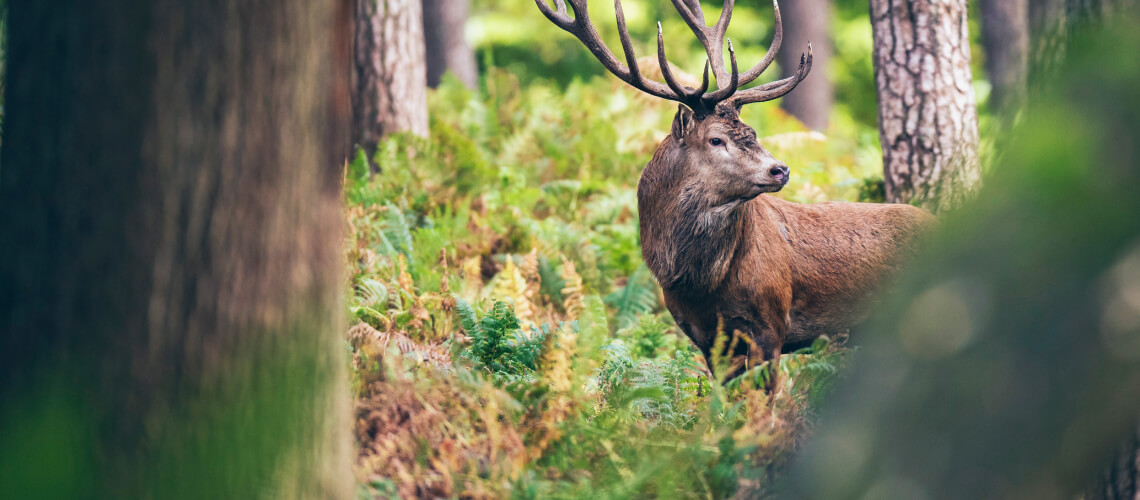 Deer hunting