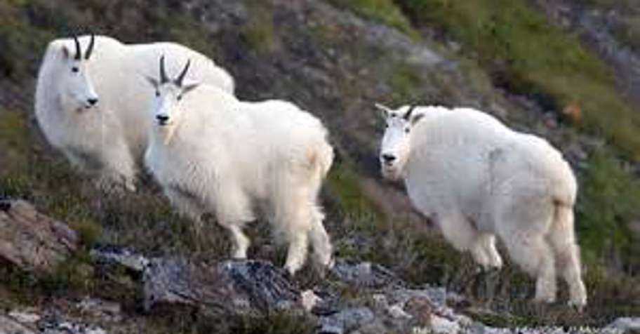Mountain Goat Hunt