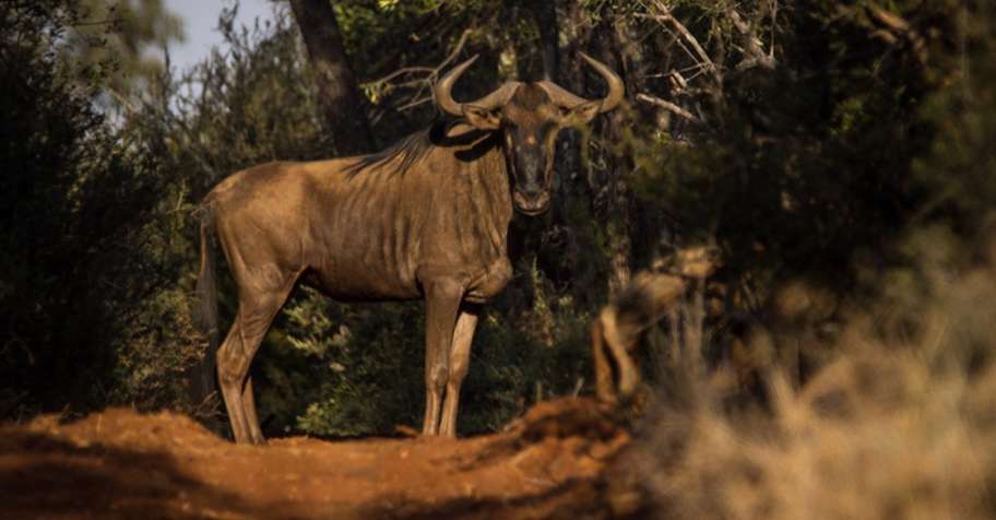 North West Province Hunt 2x1