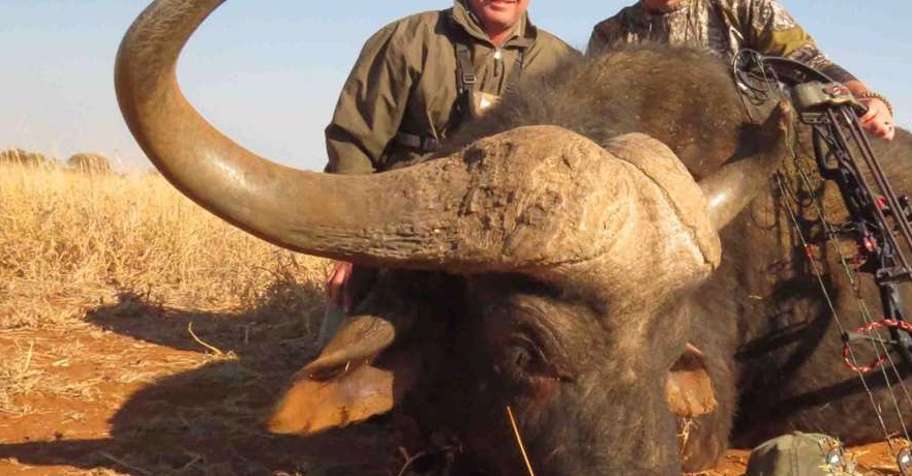 Buffalo and Sable antelope special, 1x1