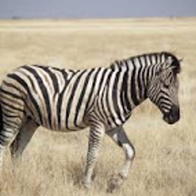 Burchells zebra hunting