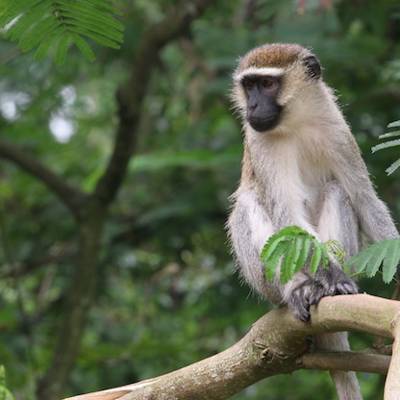 Vervet monkey hunting