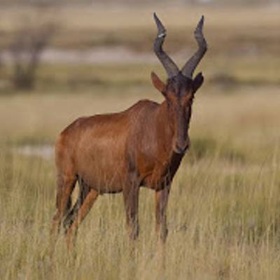 Red hartebeest hunting