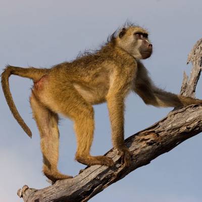 Baboon hunting