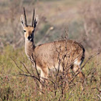 Vaal rhebuck hunting