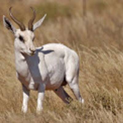 White springbok hunting