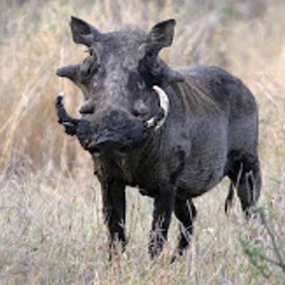 Warthog hunting