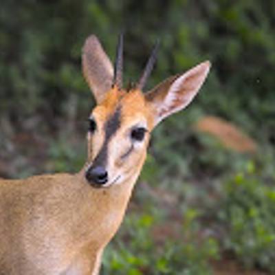 Common duiker hunting