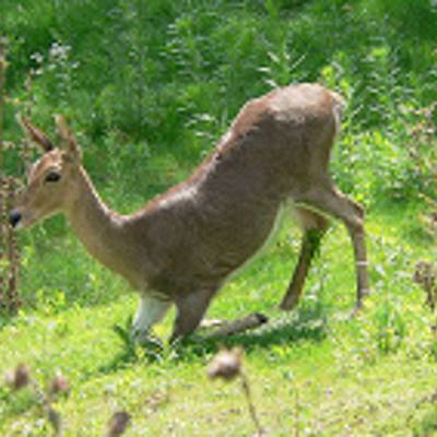 Mountain reedbuck hunting