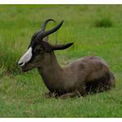 Black springbok hunting