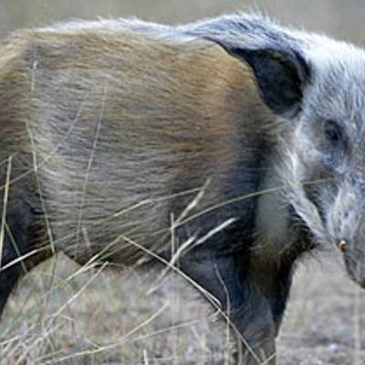 Bushpig hunting