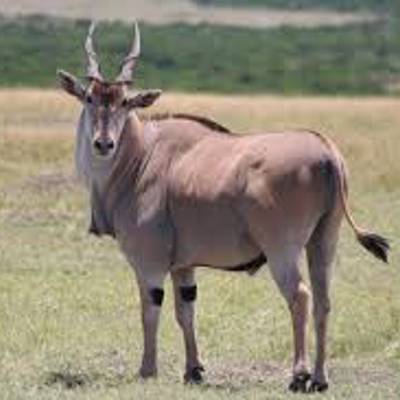 Eland hunting