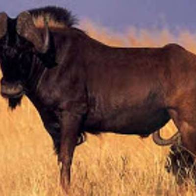 Black wildebeest hunting
