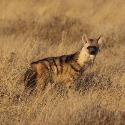 Aardwolf hunting