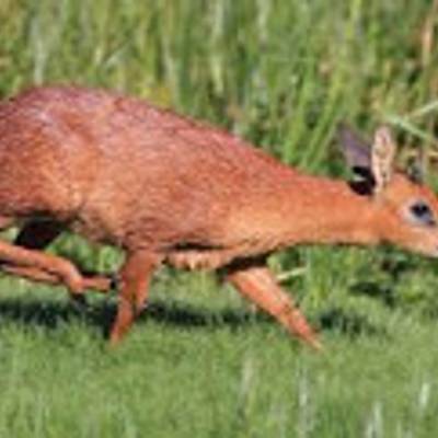Grysbuck hunting