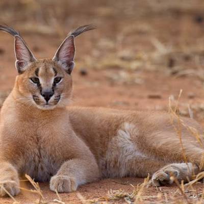 Caracal hunting