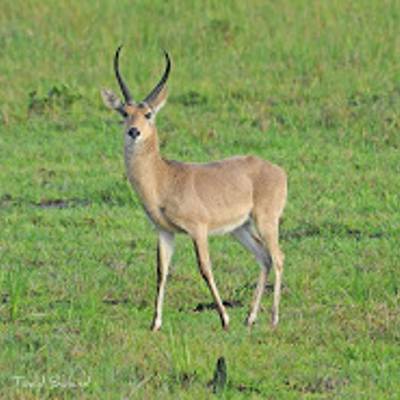 Common reedbuck hunting