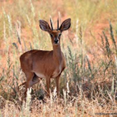 Steenbok hunting