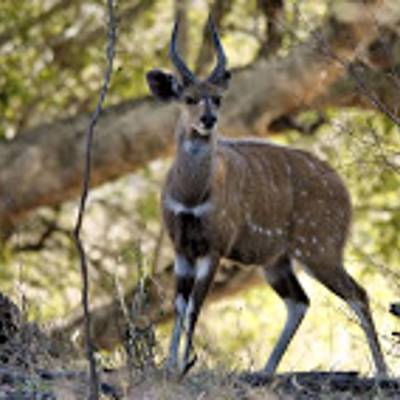 Bushbuck hunting