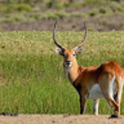 Lechwe hunting