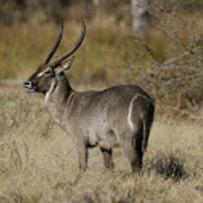 Waterbuck hunting