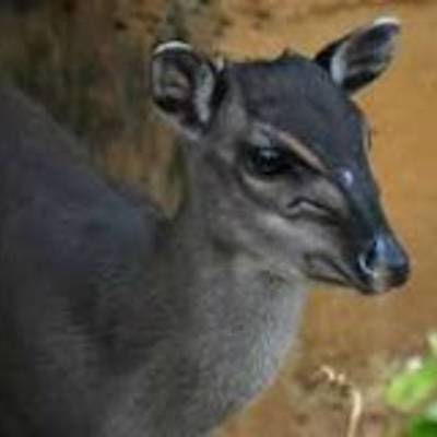 Blue duiker hunting