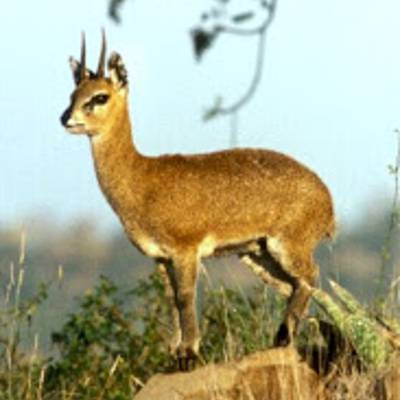 Klipspringer hunting