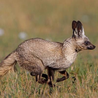 Bat-eared fox hunting