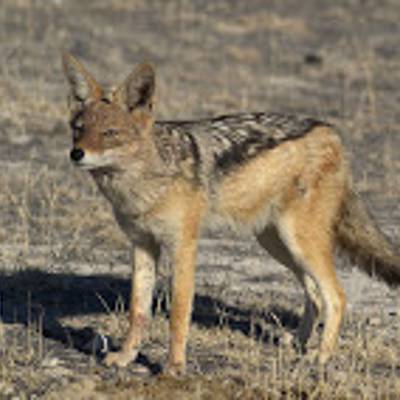 Jackal hunting