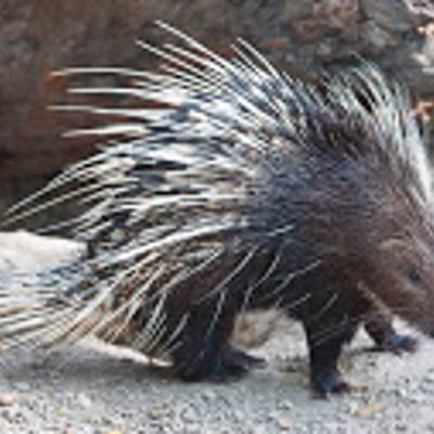 Porcupine hunting