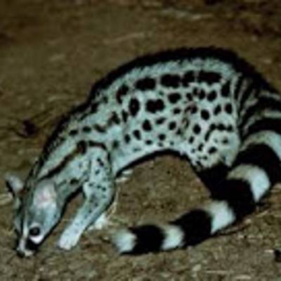 Genet cat hunting
