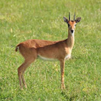 Oribi hunting