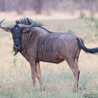 Blue wildebeest hunting