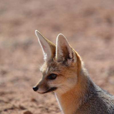 Cape fox hunting